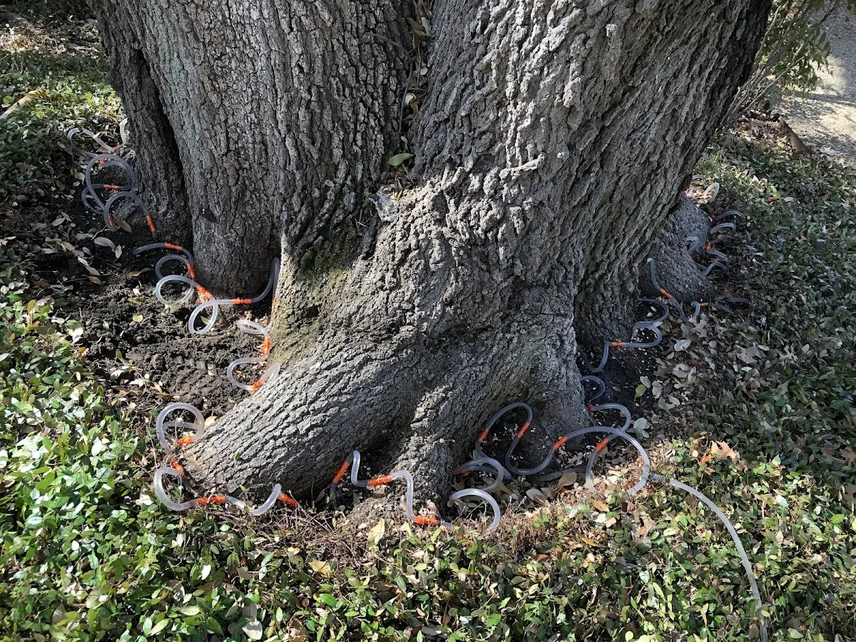 Detailed Tree Cabling and Bracing job site in Thurmont